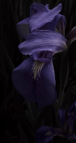 Foto FGM C blaue Iris